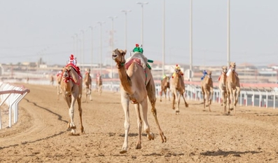 Details of Purebred Arabian Camel Festival on Sword of HH the Father Amir Announced